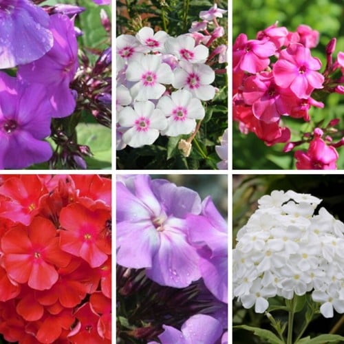Phlox Paniculata mix Vlambloem (Driepack)