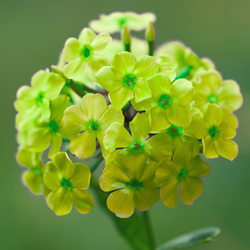 Phlox paniculata Orchid Green - Vlambloem