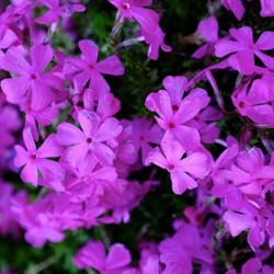 Kruipende Vlambloem Purple Beauty - Phlox subulata