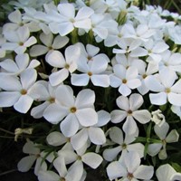 Phlox subulata White Delight - Kruipende Vlambloem