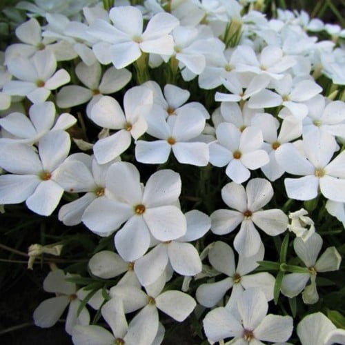 Phlox Subulata White Delight - Kruipende Vlambloem (Sixpack)