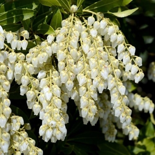 Pieris Japonica Cupido - Rotsheide