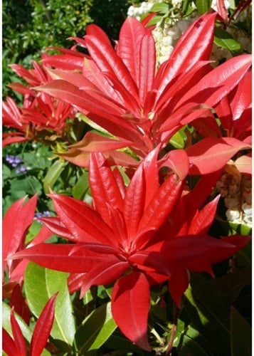 Pieris japonica Mountain Fire - Rotsheide