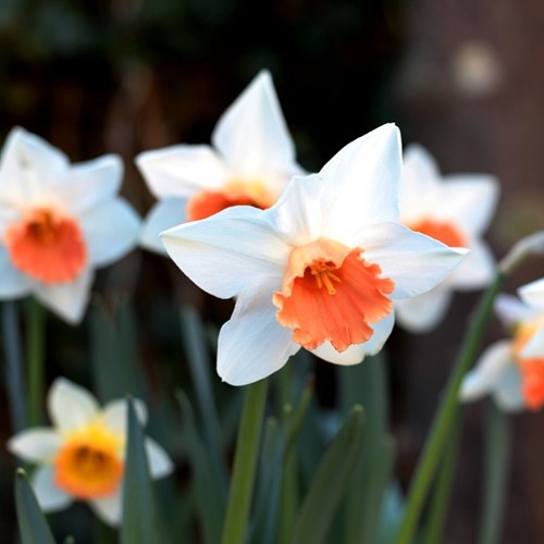 Narcissen Pink Charm - Narcissus
