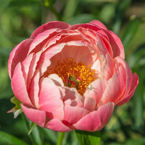 Paeonia Pink Hawaiian Coral - Pioenroos