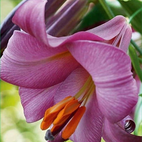 Lilium Pink Perfection - Lelie