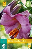 Lilium Pink Perfection - Lelie-2