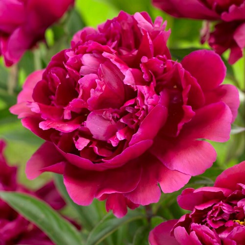 Pioenroos Karl Rosenfield - Paeonia