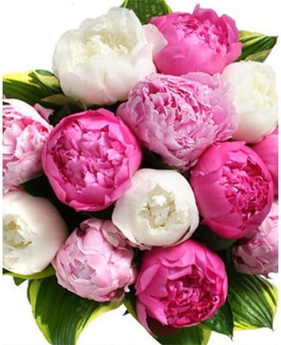 Pioenroos gemengd - Paeonia
