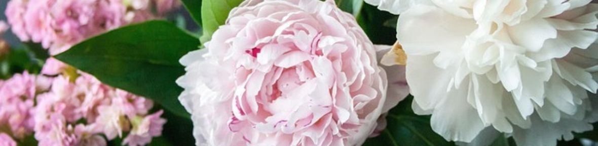 Pioenroos planten – Tips voor standplaats, wortelstokken & bloei