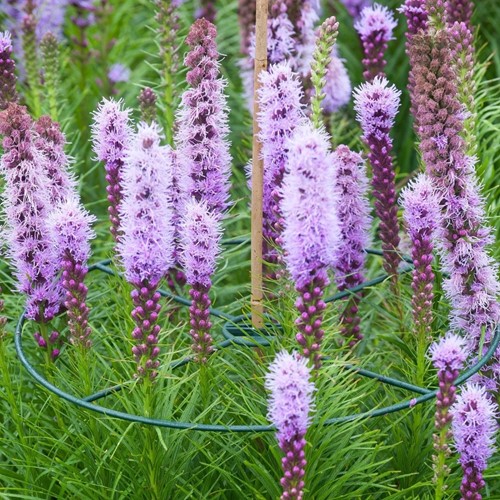 Plantensteunen 40 cm. - Nature-2
