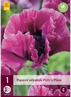 Papaver orientale Patty's Plum - Klaproos-2