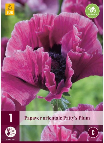Papaver orientale Patty's Plum - Klaproos-2