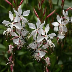 Prachtkaars Whirling Butterflies - Gaura lindheimeri