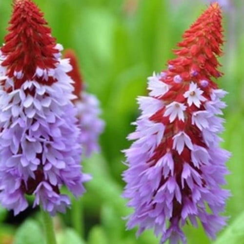 Primula Vialii - Sleutelbloem (Sixpack)