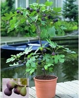 Vijgen boompje - Ficus carica
