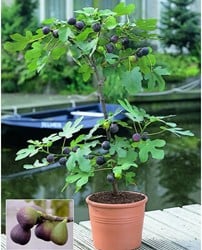 Vijgen boompje - Ficus carica