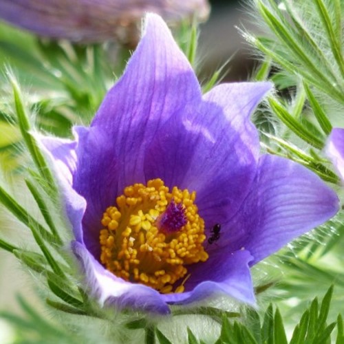 Wildemanskruid - Pulsatilla vulgaris