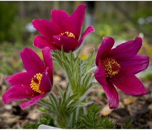Pulsatilla vulgaris Rubra – Rode Wildemanskruid