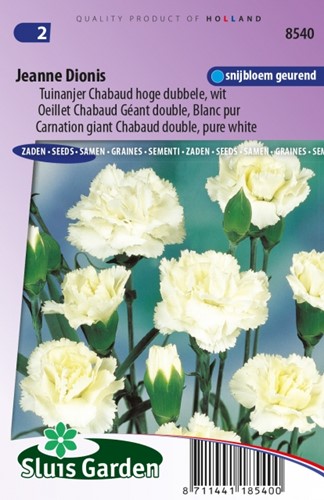 Anjer Jeanne Dionis - Dianthus Chabaud