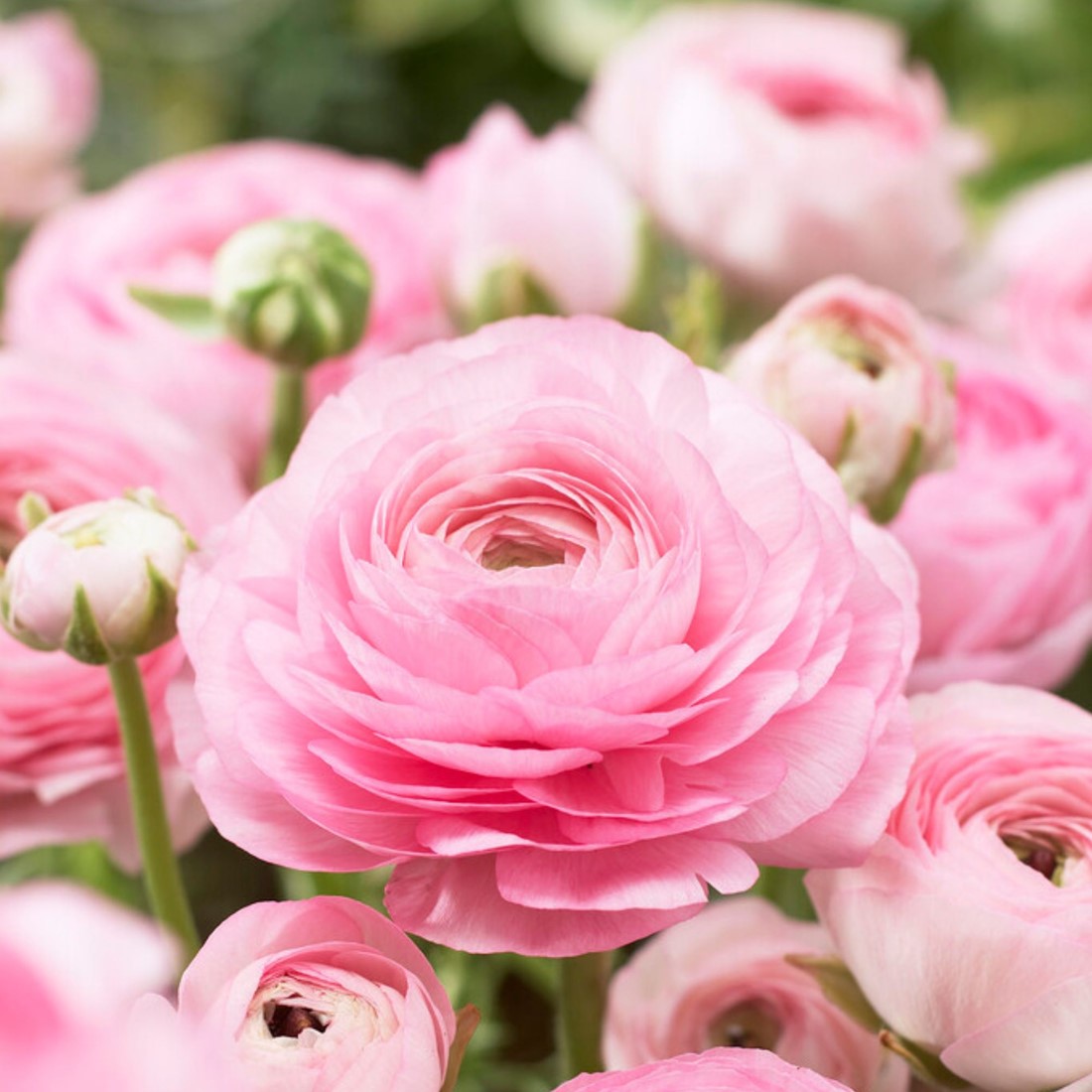 Ranonkel Roze - Ranunculus dubbel kopen? Bloembollen en zaden voordelig ...