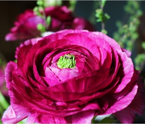Ranonkel Paars - Ranunculus dubbel