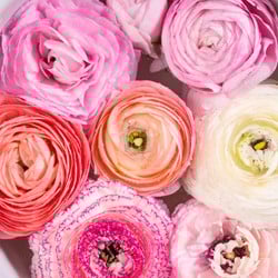 Ranonkel Pastel Mix - Ranunculus
