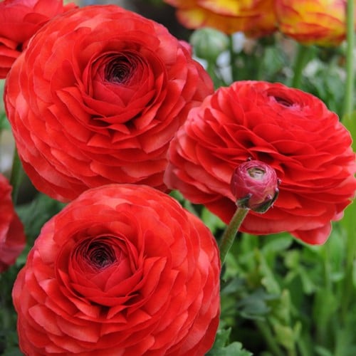 Ranonkel Rood - Ranunculus dubbel