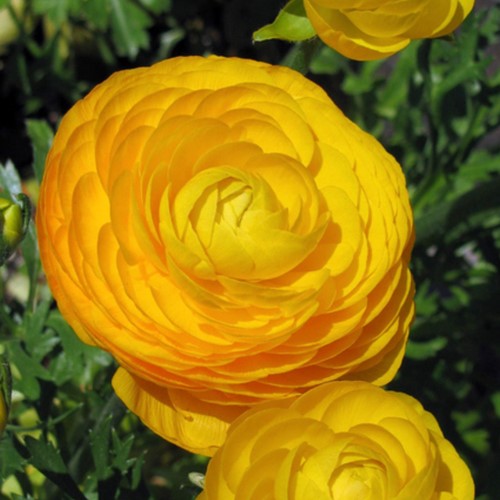 Ranonkel Geel - Ranunculus dubbel