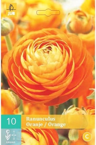 Ranonkel Oranje - Ranunculus dubbel-2