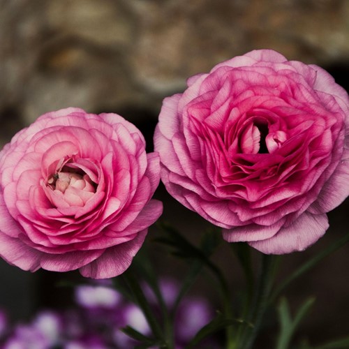 Ranonkel Roze - Ranunculus dubbel