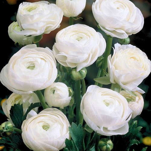 Ranonkel Wit - Ranunculus dubbel