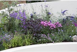 Tuinborder Vlinder en Bijen Modeste Herwig (30 planten)