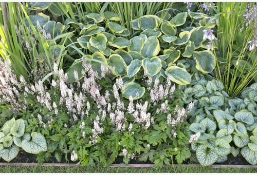 Tuinborder Schaduwplanten - Modeste Herwig