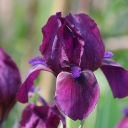 Iris Germanica Red Orchid Blauwe lis