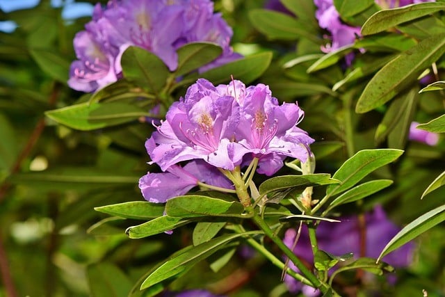 Rhododendron snoeien