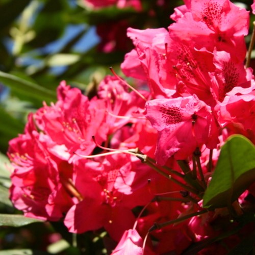 Rododendron Nova Zembla - Rhododendron