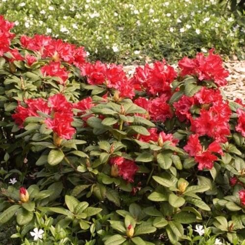 Rhododendron Scarlet Wonder