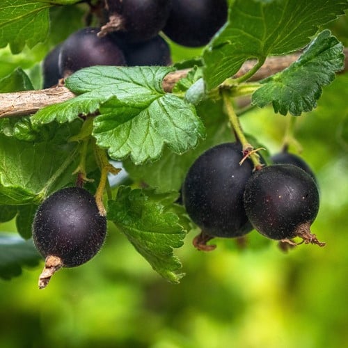 Ribes nidigrolaria Josta - Jostabes
