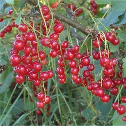 Ribes Rubrum Jonkheer van Tets - Aalbes