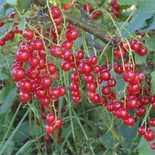 Ribes Rubrum Jonkheer van Tets - Aalbes
