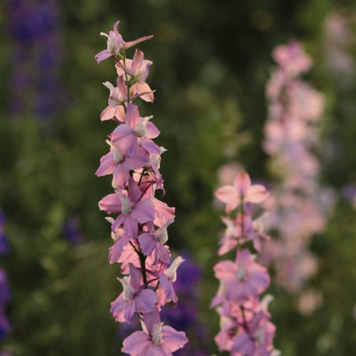Ridderspoor Astolat - Delphinium (Sixpack)