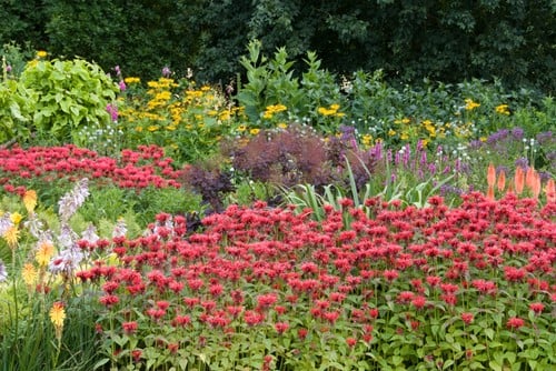 Romantic Red border (met geel / lila accenten)
