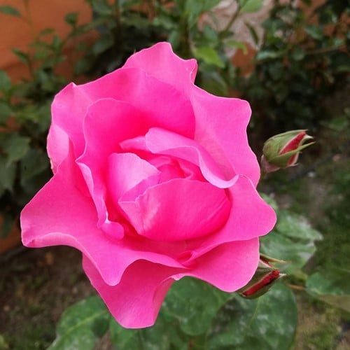 Roos Melrose – Rosa floribunda