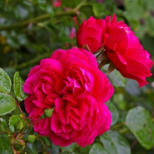Roos Red Leonardo da Vinci - Rosa