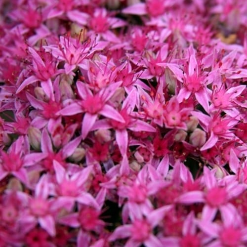 Roze muurpeper Carl - Sedum spectabile