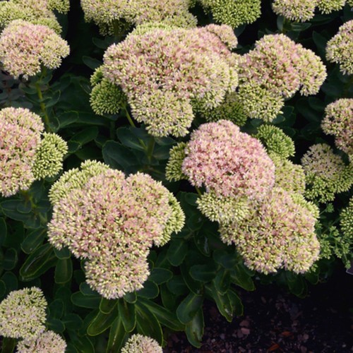Roze muurpeper Herbstfreude - Sedum spectabile