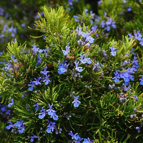Rozemarijn - Rosmarinus officinalis