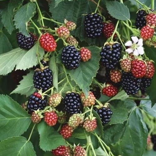 Rubus Black Satin - Braambes