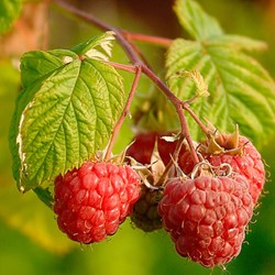 Rubus Idaeus Malling Promise - Framboos
